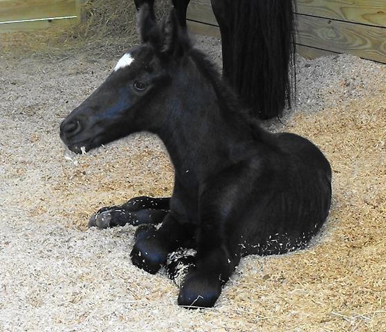 Friesian Sporthorse newborn foal