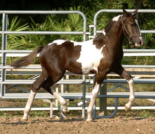 Friesian Sporthorse pinto