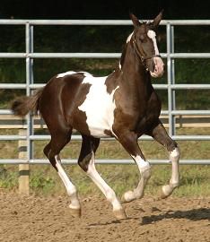 Americus ROF- rare pinto Main Book Friesian Sporthorse colt