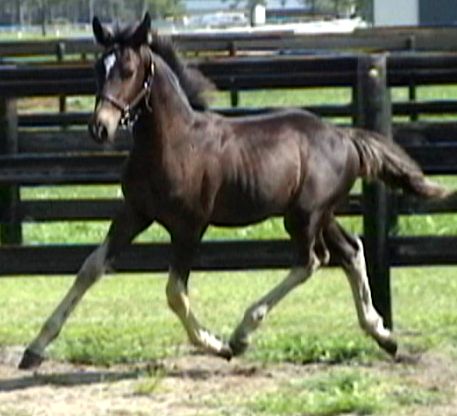 Baltic ROF ~ Friesian Sporthorse colt