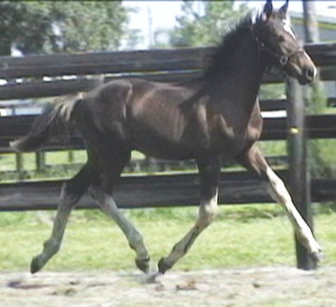 Baltic ROF (Friesian Sporthorse)