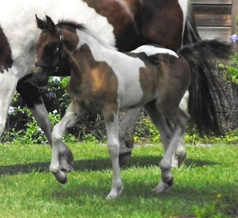 Laguna ROF pinto Friesian Sporthorse