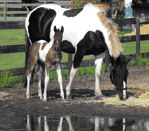 Laguna ROF (rare pinto Main Book Friesian Sporthorse foal)