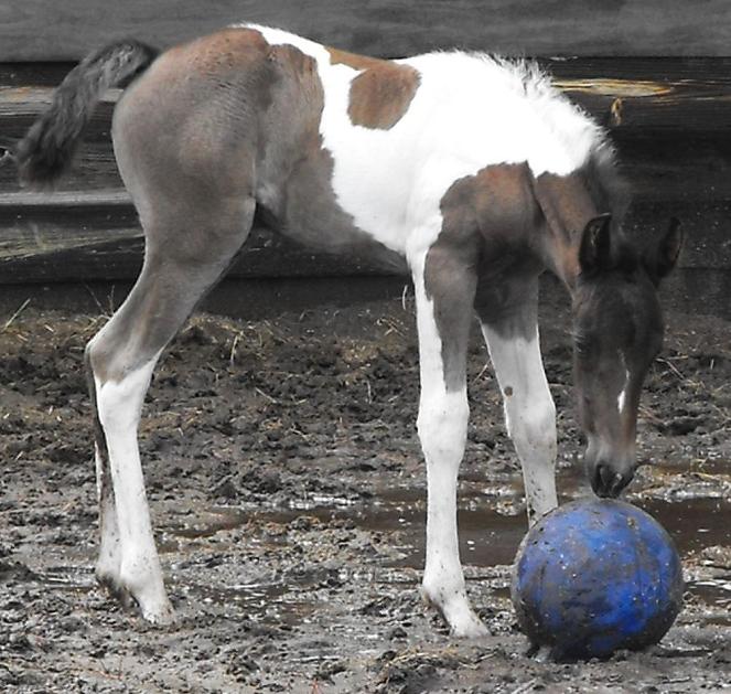 Laguna ROF (Lexington x Miramar) foaled 5/18/09