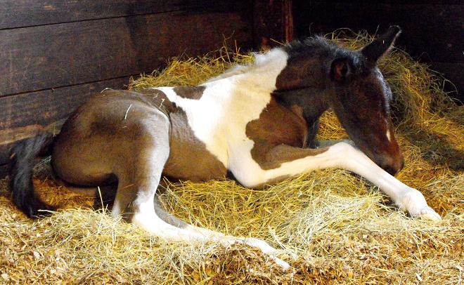 Laguna ROF -- Friesian Sporthorse filly