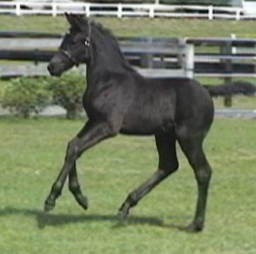 Friesian Sporthorse foal