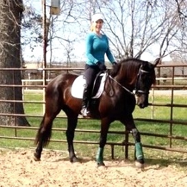 Friesian Sporthorse Boca ROF Friesian Warmblood