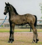 Lennox ROF ~ Friesian Sporthorse colt