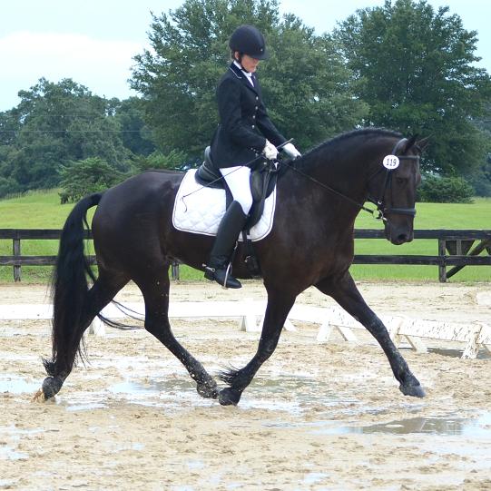 Friesian Sporthorse Lennox and Gigha Steinman