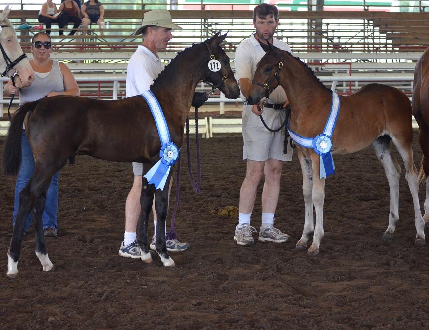 Champion Friesian Sporthorse FSA foals