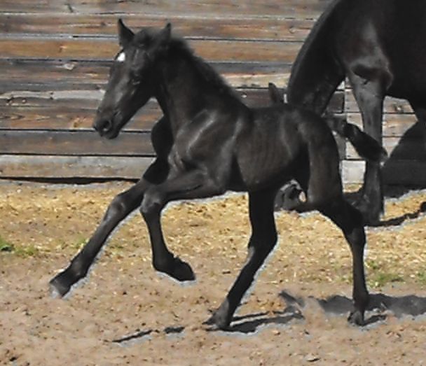 Friesian Sporthorse foal