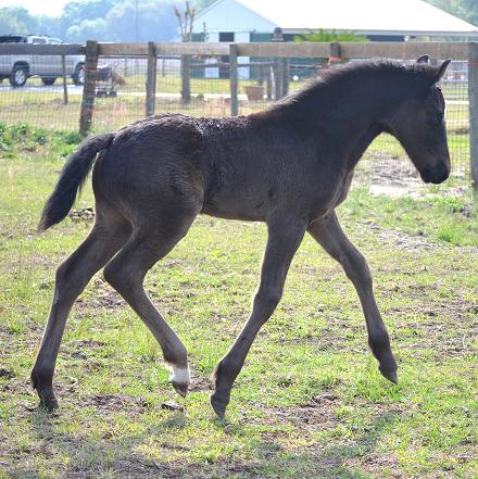 Friesian Sporthorse foal