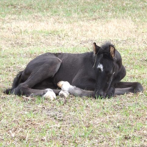 Friesian Sporthorse foal