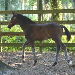 FSA colt by Wild Dance