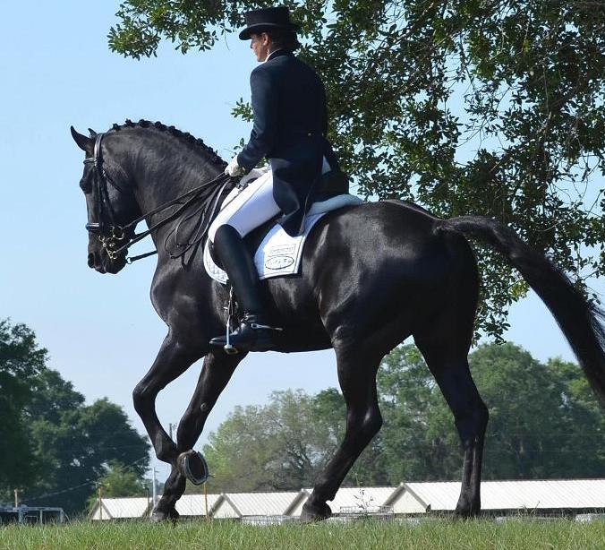 Grand Prix Friesian Sporthorse Lexington