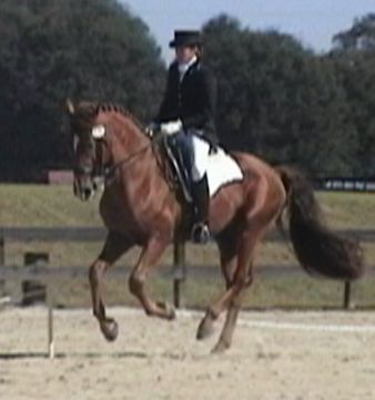 Charleston, Friesian Sporthorse gelding, ridden by Gigha 