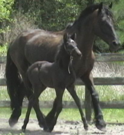 Kona with her Friesian Sporthorse foal Boca ROF