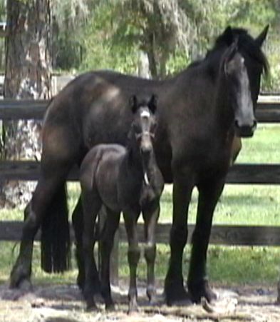 Friesian Sporthorse mare & foal Kona & Boca ROF 