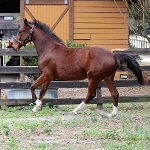 Fiona RBF Friesian Sporthorse mare
