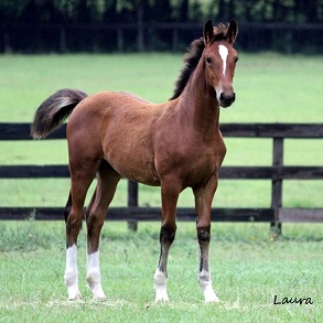 Fiona RBF Friesian Sporthorse filly