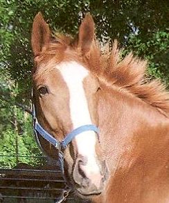 Hanover Czarina