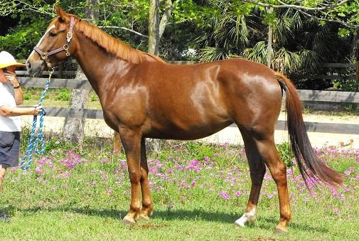 Hanover Czarina