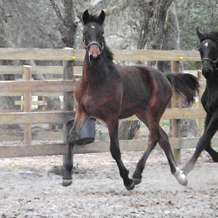 London ROF Friesian Sporthorse