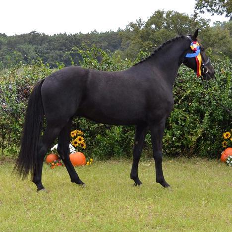 Friesian Sporthorse inspection Champion Lauderdale ROF by Lexington