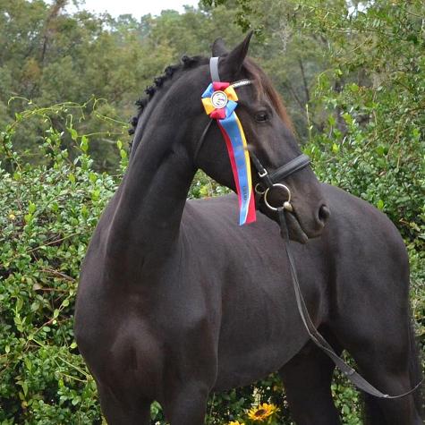 Lauderdale ROF Friesian Sporthorse