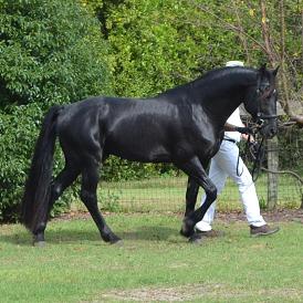 Friesian Dutch Warmblood Friesian Sporthorse gelding