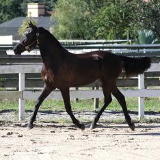 Isadora, Friesian Sporthorse by Lexington