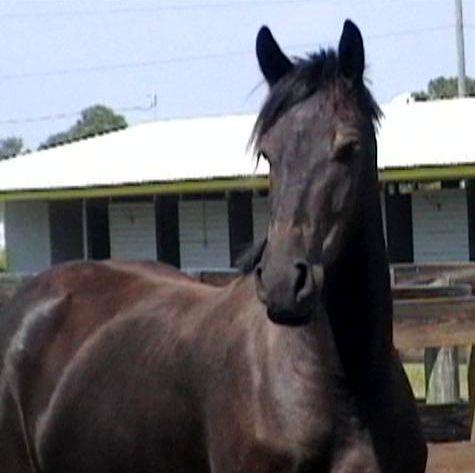 Koloa - Friesian Sporthorse mare