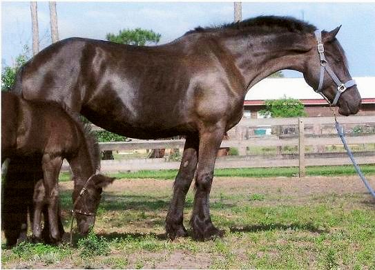 Kona - Friesian Sporthorse mare