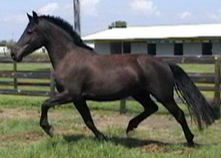 Kona - Friesian Sporthorse mare