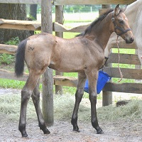 buckskin Friesian Sporthorse