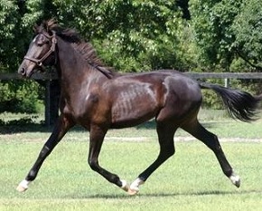 Land Rover CS Friesian Sporthorse