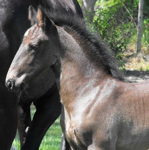 Lauderdale ROF - Friesian Sporthorse colt