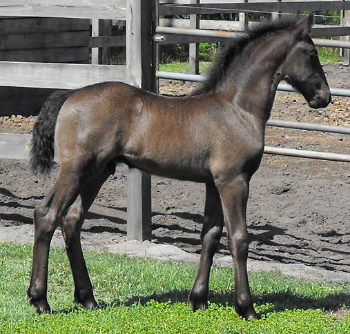 Lauderdale ROF, Friesian Sporthorse potro