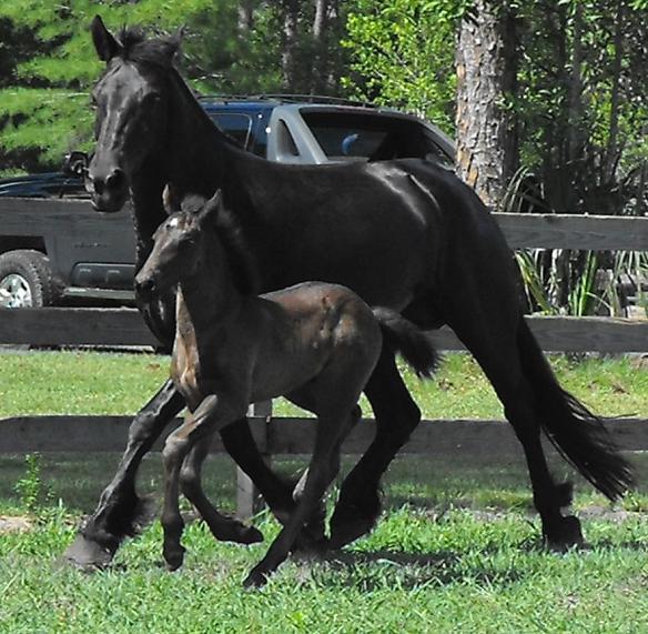 Friesian Sporthorse yegua y potro