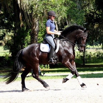 Friesian Sporthorse Lauderdale ROF & Gigha