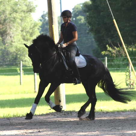 Friesian Sporthorse Lauderdale ROF and Gigha Steinman