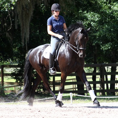 Friesian Sporthorse Lauderdale ROF & Gigha