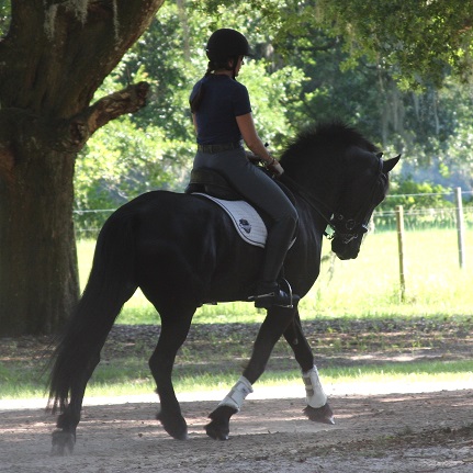 Friesian Sporthorse Lauderdale ROF & Gigha