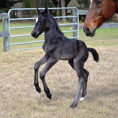 Learjet Friesian Sporthorse foal