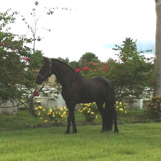 Lennox ROF Friesian Sporthorse