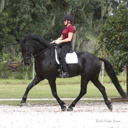 Friesian Sporthorse Lennox ROF by Lexington