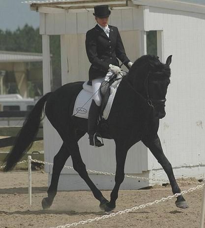 Lexington (Friesian Sporthorse stallion) ridden by Gigha Steinman