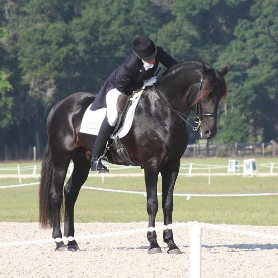 Lexington, FEI dressage Friesian Sporthorse stallion