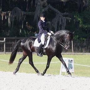 Lexington - Friesian Sporthorse dressage stallion