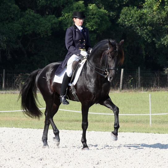 Lexington, Elite Book Friesian Sporthorse stallion